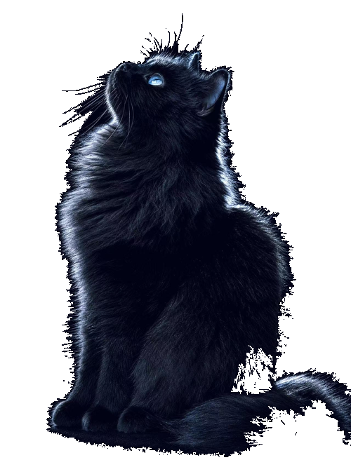 月夜海冥猫